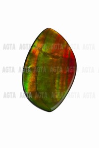 ammolite002